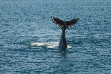 A young Humpback whale (Megaptera novaeangliae) waves its tail f clipart