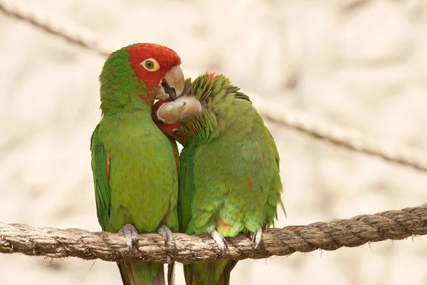 Kissing parrots on a rope — Stock Photo, Image