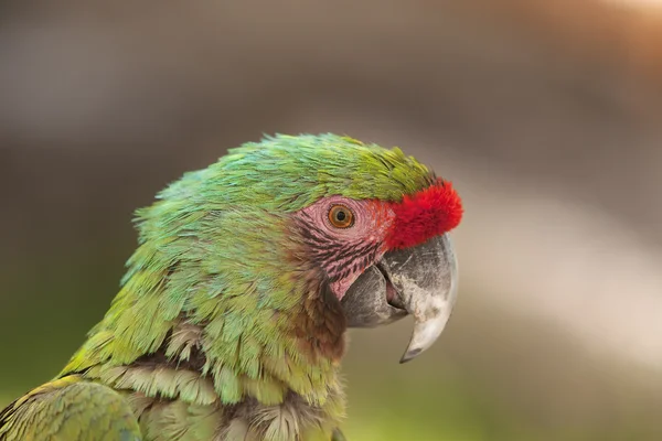 Profile of Macaw parrot — Stock Photo, Image