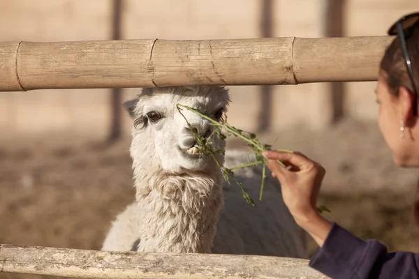 Young woman feeding lama in safari park. — Stock Photo, Image