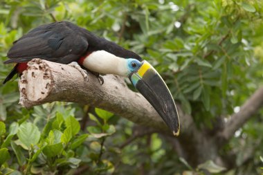 ağaç dalı içinde tropikal ön plana oturan toucan (ramphastos toco)
