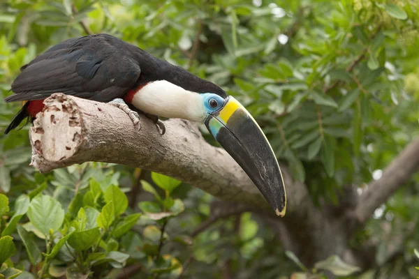 ağaç dalı içinde tropikal ön plana oturan toucan (ramphastos toco)