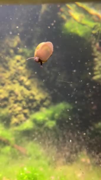 Snail Eating Aquarium Zoo Glass — Stock Video