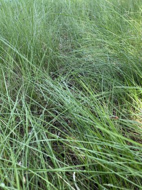 Yazın çimlerin üzerinde çiy taneleri