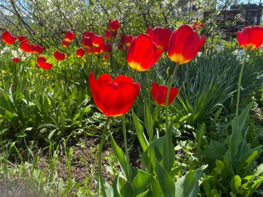 Güneşli yazda açan çiçekler.