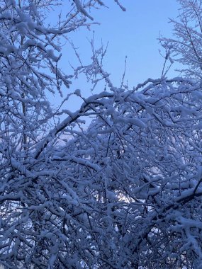 Dallar karla kaplıydı.