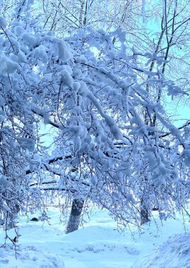 Dallar karla kaplıydı.