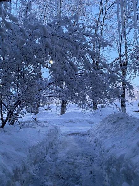 树枝上覆盖着雪 — 图库照片