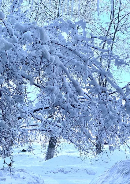 Dallar karla kaplıydı.