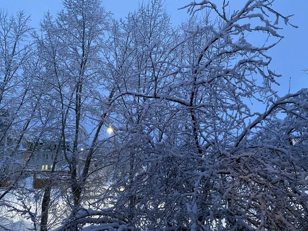 树枝上覆盖着雪 — 图库照片
