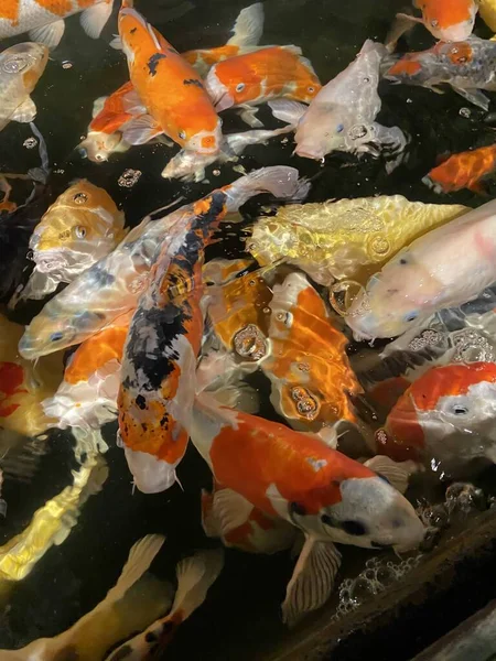 Peixes Coloridos Nadar Piscina Para Beleza — Fotografia de Stock