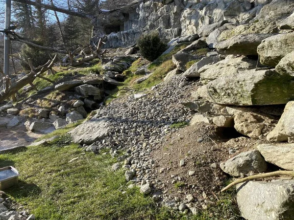 Bosque Piedras Zoológico Alpino Innsbruck Austria — Foto de Stock