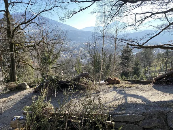 Alce Una Gabbia Allo Zoo — Foto Stock