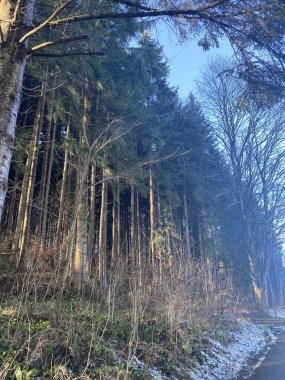 Almanya 'da Schlirsee Gölü yakınlarındaki orman çalılıkları
