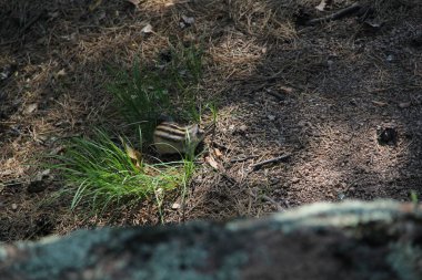 Ormandaki kayalıklardaki sincap