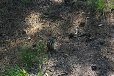 Ormandaki kayalıklardaki sincap
