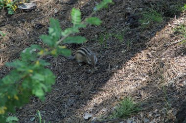Ormandaki kayalıklardaki sincap