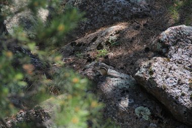 Ormandaki kayalıklardaki sincap