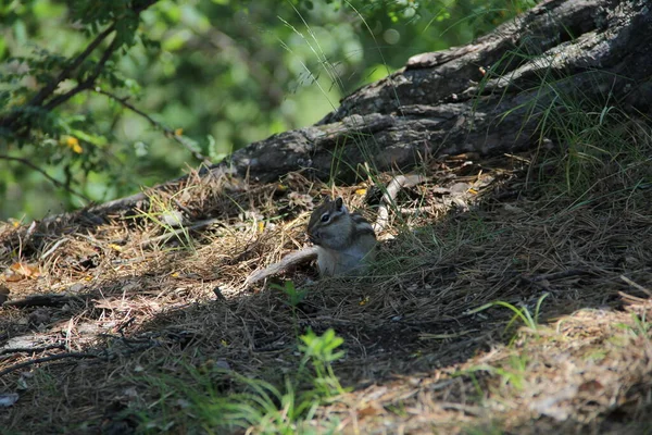 Wiewiórka Lesie Skałach — Zdjęcie stockowe