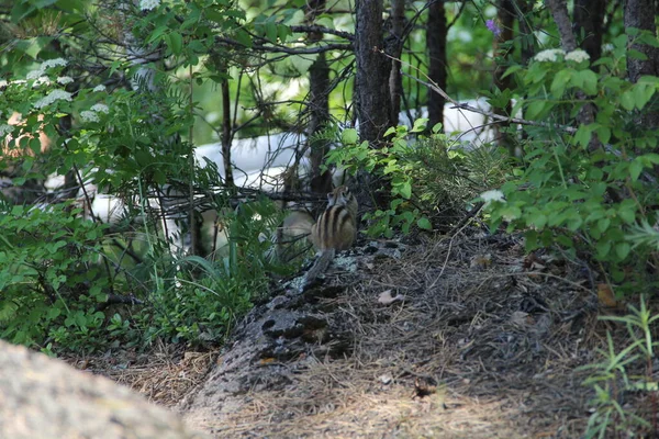 花栗鼠在岩石上的森林里 — 图库照片