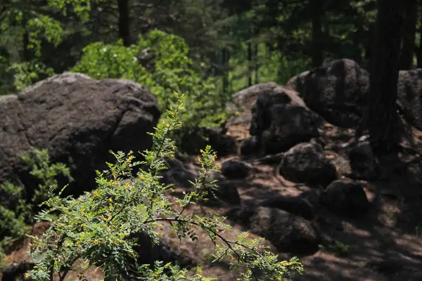 Rama Con Flores Amarillas Sobre Fondo Piedras — Foto de Stock