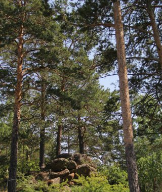 Krasnoyarsk ormanında büyük taşlar