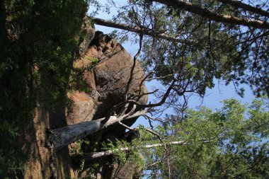 Krasnoyarsk ormanında büyük taşlar