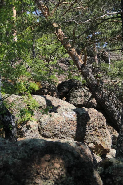 Enormes Piedras Bosque Krasnoyarsk —  Fotos de Stock
