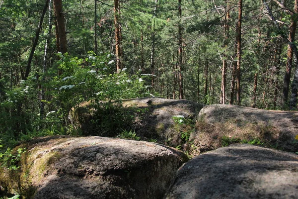 Obrovské Kameny Lese Krasnojarsk — Stock fotografie