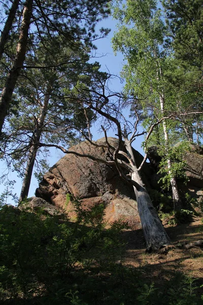 Enormes Piedras Bosque Krasnoyarsk — Foto de Stock