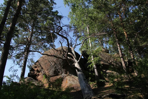 Enormes Piedras Bosque Krasnoyarsk —  Fotos de Stock