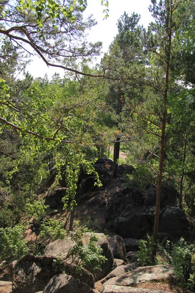 Obrovské Kameny Lese Krasnojarsk — Stock fotografie