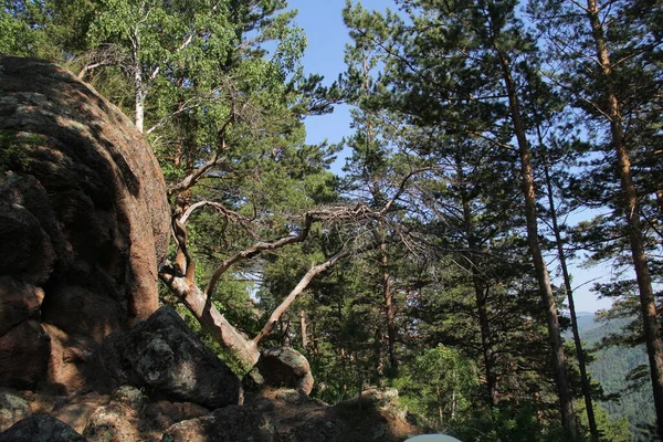 Krasnoyarsk ormanında büyük taşlar