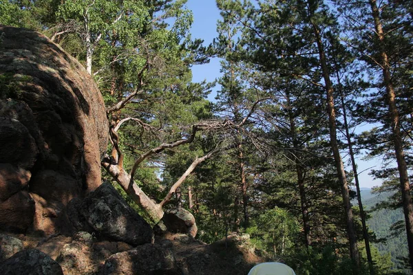 Enormes Piedras Bosque Krasnoyarsk —  Fotos de Stock