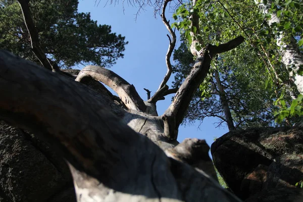 倒木のない滑らかな幹 — ストック写真