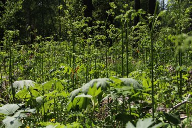 Ormandaki uzun otlar güneş ışığı gölgeleri