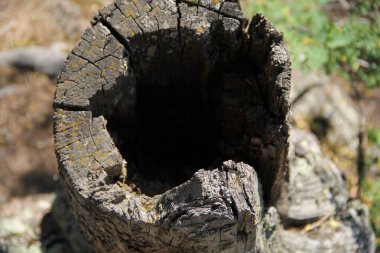 Ormanda çürümüş yosun.