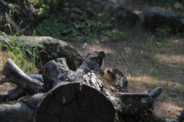 Ormanda çürümüş yosun.