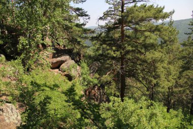 Krasnoyarsk şehrindeki güzel orman