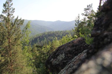 Krasnoyarsk şehrindeki güzel orman