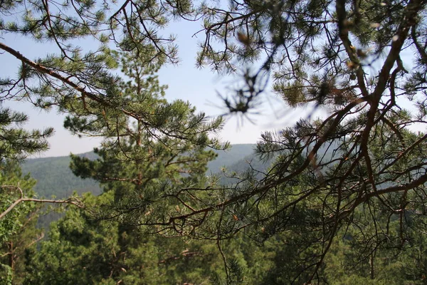 Hermoso Bosque Ciudad Krasnoyarsk —  Fotos de Stock