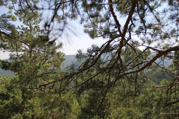 Hermoso Bosque Ciudad Krasnoyarsk — Foto de Stock