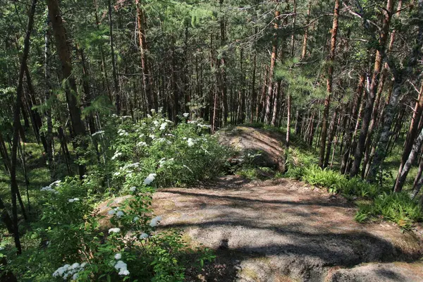 Krasnoyarsk şehrindeki güzel orman