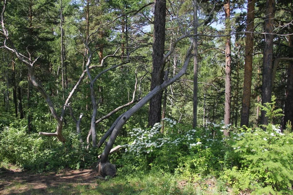 Krasnoyarsk şehrindeki güzel orman