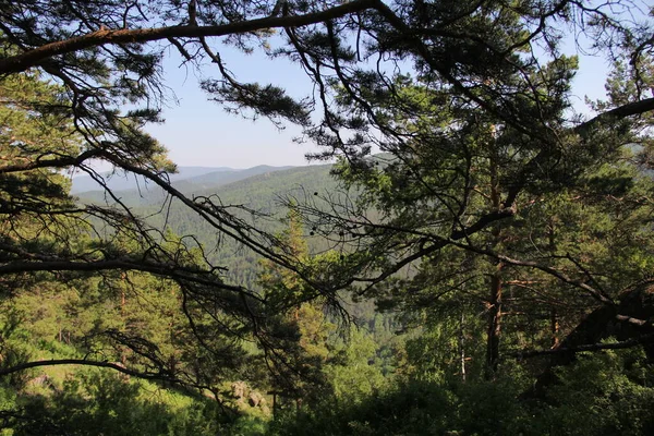 Hermoso Bosque Ciudad Krasnoyarsk — Foto de Stock