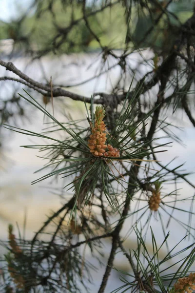 Orange Spruce Cone Background River — Stock Photo, Image