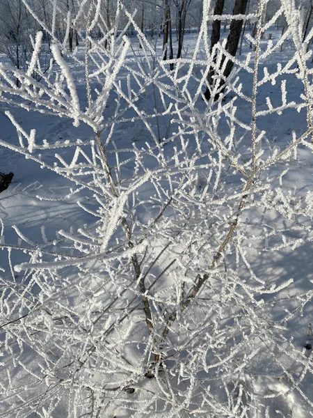 枝头结霜冬日阳光明媚的小鸟 — 图库照片