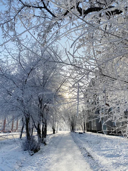 Frost Branches Winter Sunny Day Birds — Stock Photo, Image