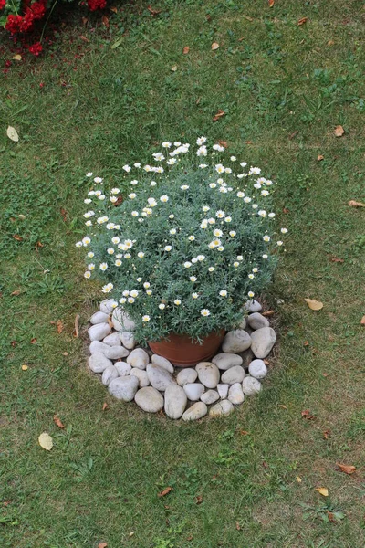 Round flower bed with flowers and stones and a pot — Stock Image Flower Bed Flowers Stones Pot Stock Photo