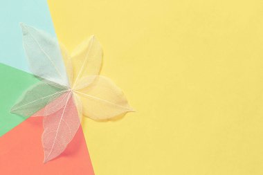 Renkli arka plan pastel tonlarında güzel bir dokusu olan şeffaf iskelet yaprağı. Yaratıcı pankart tasarımı veya tebrik kartı için kuru yaprakların lif yapısını kapat